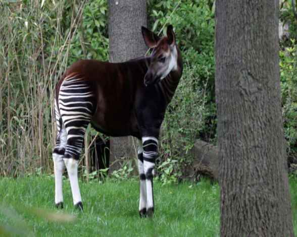 100 ANIMALES VERTEBRADOS que NO CONOCES ¡IMPRESIONANTE!