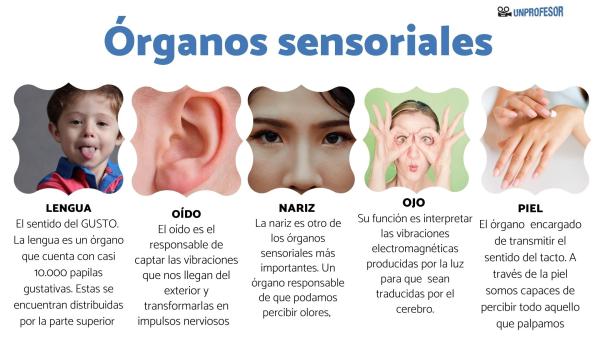 5 SENSIDOS: Descubre sus FUNCIONES y ÓRGANOS Esenciales