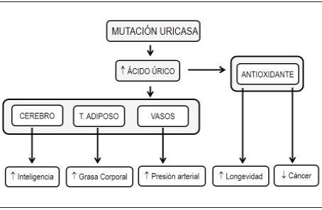 ÁCIDO ÚRICO: Qué es, IMPORTANCIA y definición clave