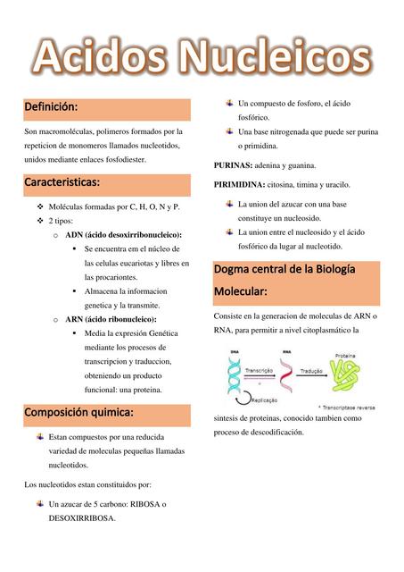 ÁCIDOS NUCLEICOS: Características Esenciales y PROPIEDADES