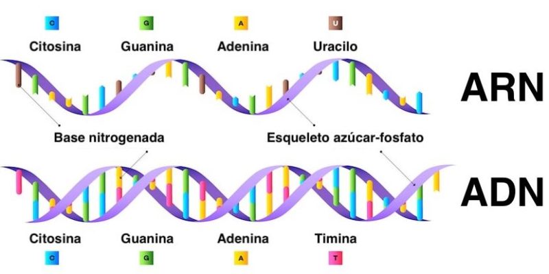 ÁCIDOS NUCLEICOS: ESTRUCTURA, TIPOS Y FUNCIONES CLAVE