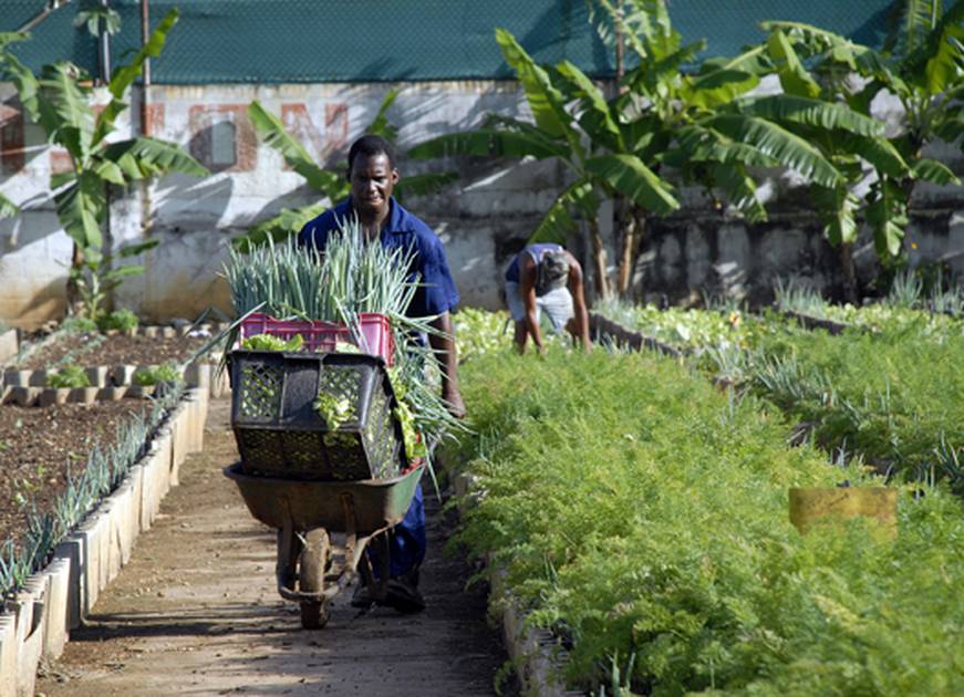 ACTIVIDADES AGROPECUARIAS: 15 EJEMPLOS IMPRESCINDIBLES
