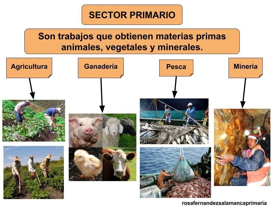 ACTIVIDADES ECONÓMICAS PRIMARIAS en México: ¡Descúbrelas!