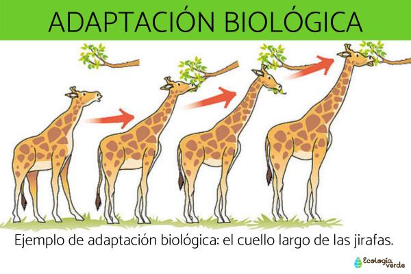 ADAPTACIÓN: DESCUBRE SU SIGNIFICADO EN BIOLOGÍA Y MÁS