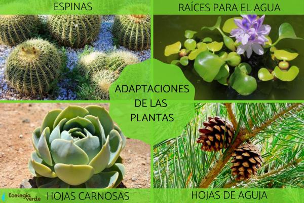 Adaptaciones de los SERES VIVOS: 20 Ejemplos INCREÍBLES