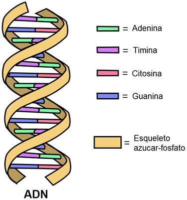 ADN: DESCUBRE su ESTRUCTURA y FUNCIONES ESENCIALES