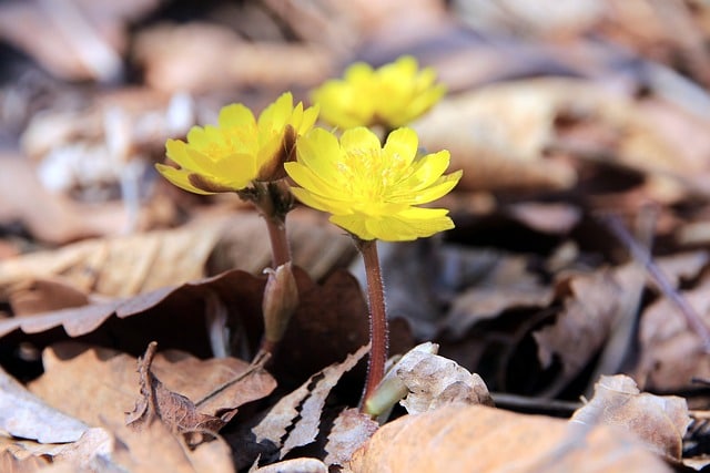 ADONIS: SIGNIFICADO, USOS y DEFINICIÓN en BOTÁNICA