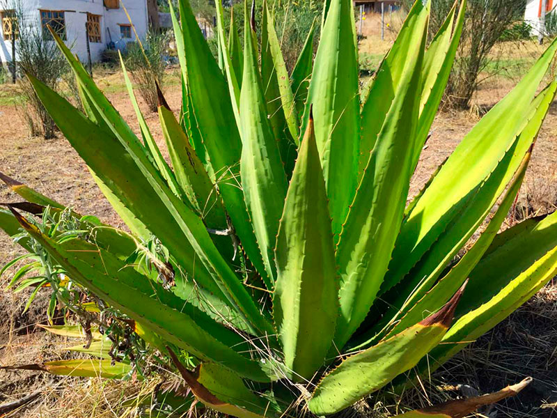 AGAVE: SIGNIFICADO y CONCEPTO Esencial que Debes Conocer