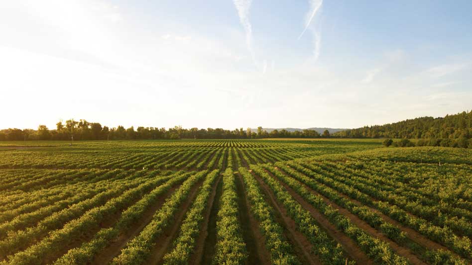AGRICULTURA: DEFINICIÓN, TIPOS y CARACTERÍSTICAS ESENCIALES
