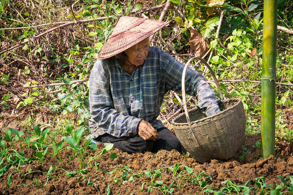 AGRICULTURA EXTENSIVA: 10 Ejemplos que Debes Conocer