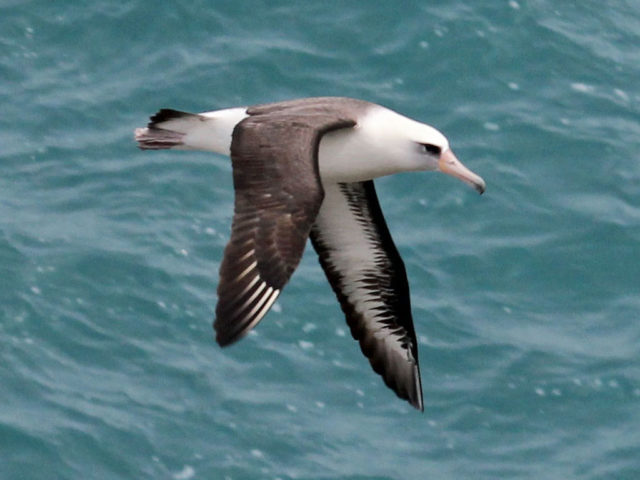ALBATROS: SIGNIFICADO, TIPOS y CARACTERÍSTICAS Clave