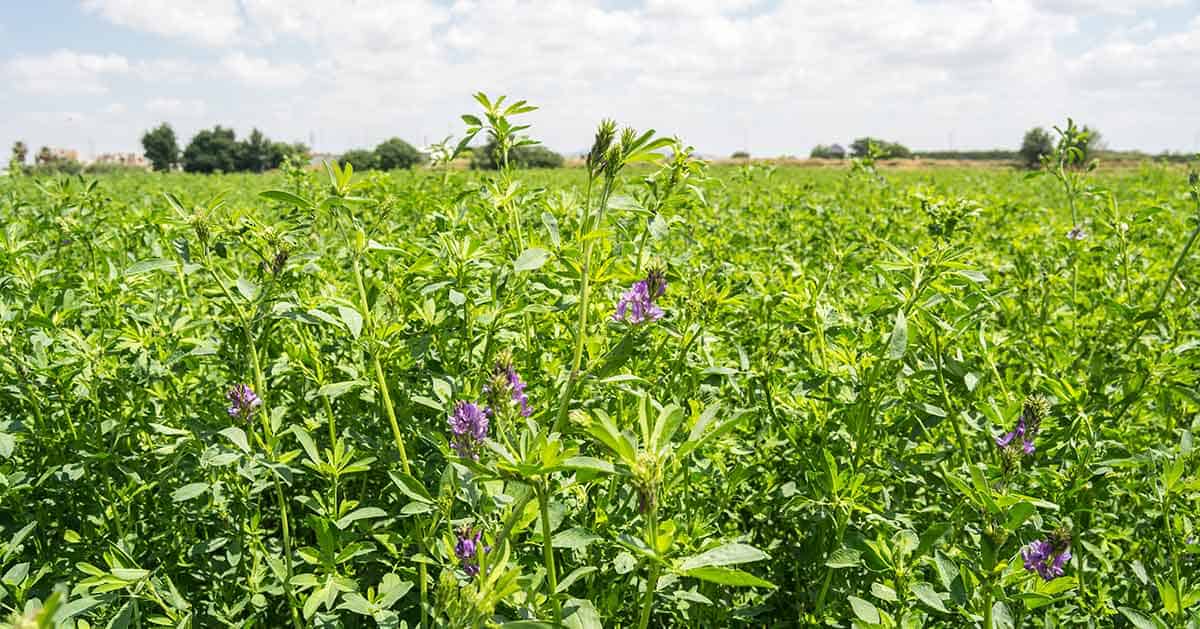 ALFALFA: Tipos, DEFINICIÓN y Beneficios SORPRENDENTES