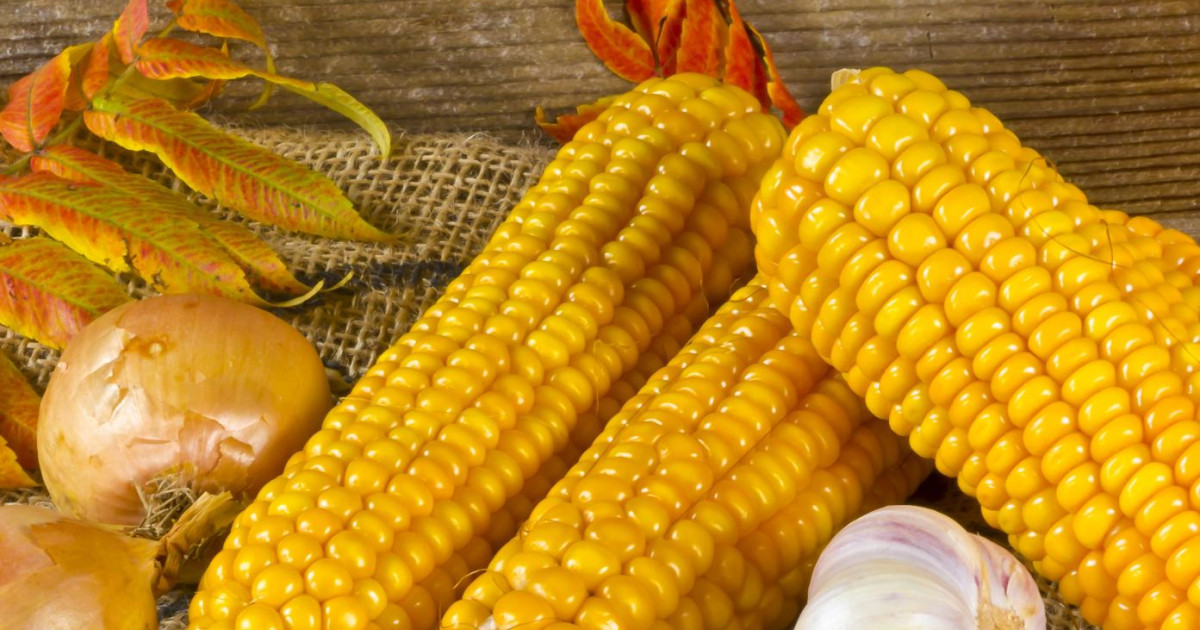 ALIMENTOS TRAÍDOS POR LOS ESPAÑOLES: ¡DESCÚBRELOS!