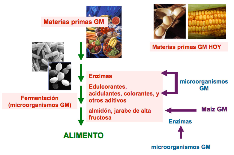 ALIMENTOS TRANSGÉNICOS: DEFINICIÓN y CARACTERÍSTICAS