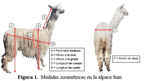 ALPACAS: QUÉ ES, DEFINICIÓN Y CARACTERÍSTICAS CLAVE
