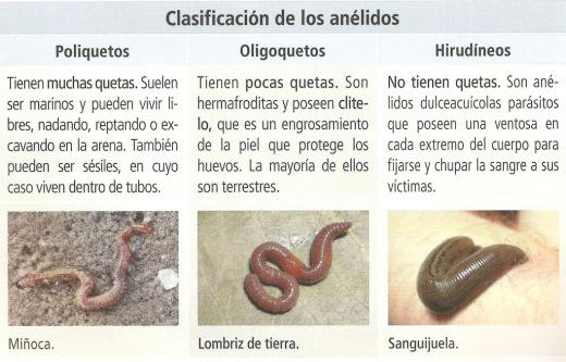 ANÉLIDOS: Qué son, CARACTERÍSTICAS y CLASIFICACIÓN