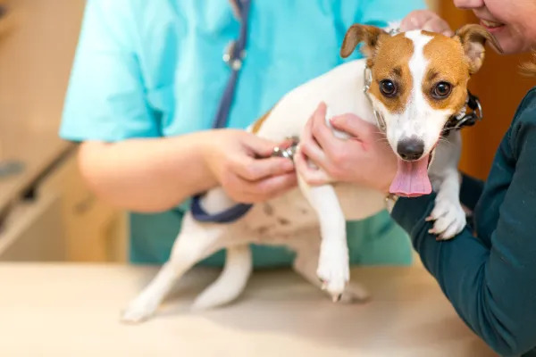 ANIMAL CON RESPIRACIÓN TRAQUEAL: ¡DESCÚBRELOS AQUÍ!