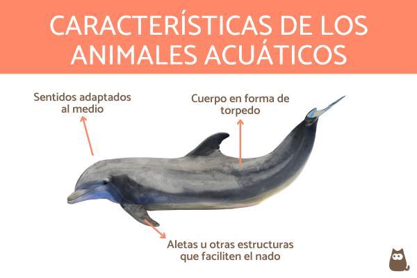 ANIMALES ACUÁTICOS: 5 TIPOS y CARACTERÍSTICAS ESPECIALES
