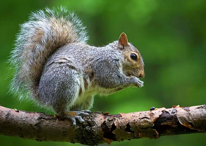 Animales AEROTERRESTRES: ¡10 Ejemplos Sorprendentes!