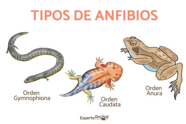 ANIMALES ANFIBIOS: ORIGEN, TIPOS Y CARACTERÍSTICAS