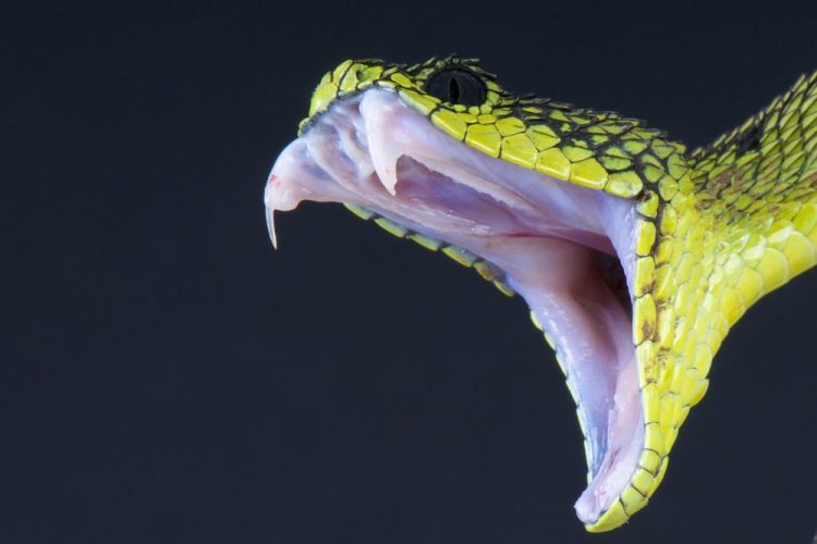 ANIMALES CARNÍVOROS, HERBÍVOROS y OMNÍVOROS: ¡100 Ejemplos!