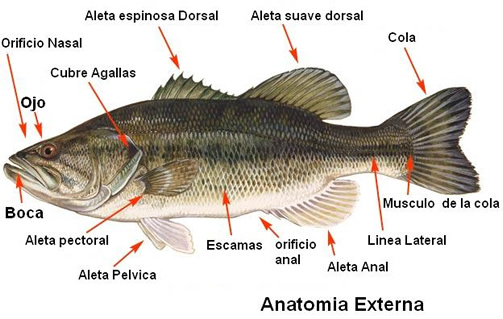 ANIMALES CON ESCAMAS: QUÉ LOS CUBRE DESCÚBRELO AQUÍ