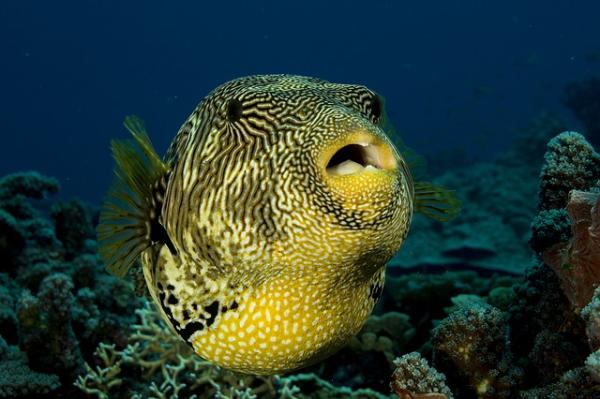 ANIMALES CON RESPIRACION BRANQUIAL: 40 EJEMPLOS INCREÍBLES