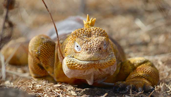 Animales de la COSTA: 10 FAUNA INCREÍBLES ¡Descúbrelas!