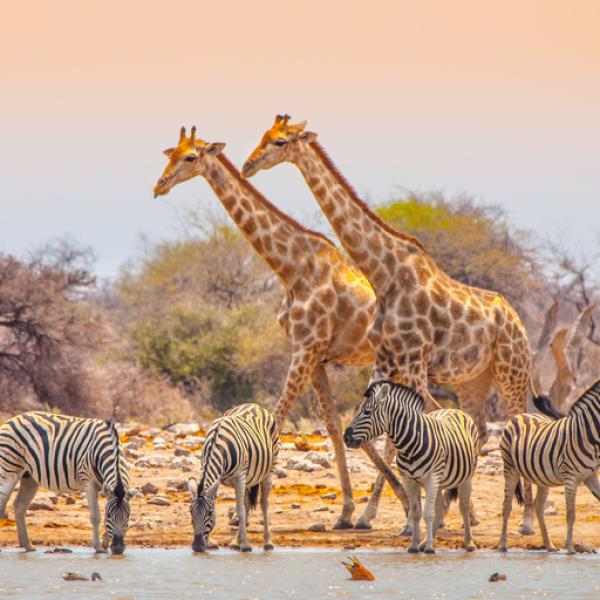 Animales de la SABANA AFRICANA: ¡Descubre SU BELLEZA!
