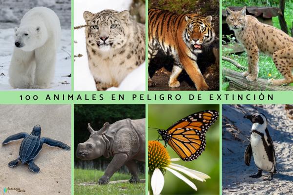 ANIMALES EN PELIGRO DE EXTINCIÓN: ¡Descubre su VALOR!