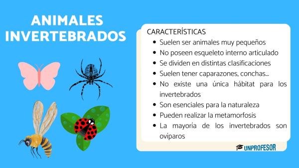 ANIMALES INVERTEBRADOS: TIPOS Y EJEMPLOS IMPRESIONANTES