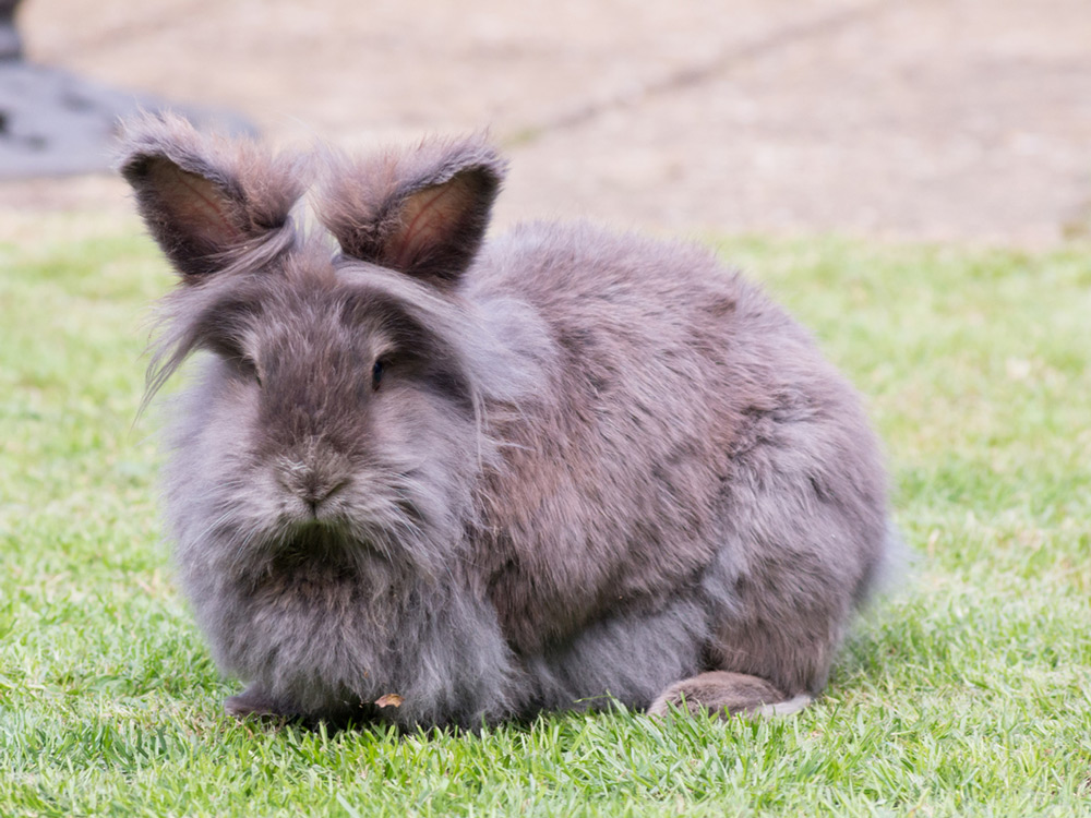 ANIMALES MEDIANOS: Descubre sus TAMAÑOS Sorprendentes