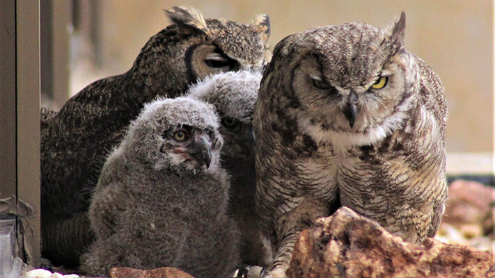 ANIMALES NOCTURNOS y DIURNOS: ¡Descubre sus secretos!