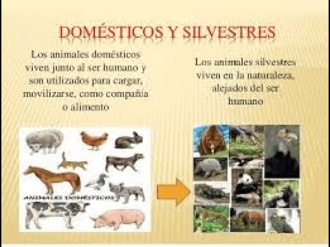 ANIMALES SILVESTRES: SON MEJORES QUE LOS DOMÉSTICOS