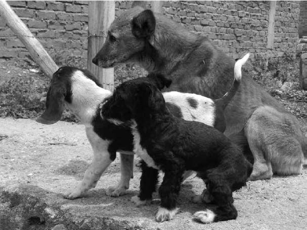 ANIMALIDAD: Descubre su DEFINICIÓN y CONCEPTO Clave