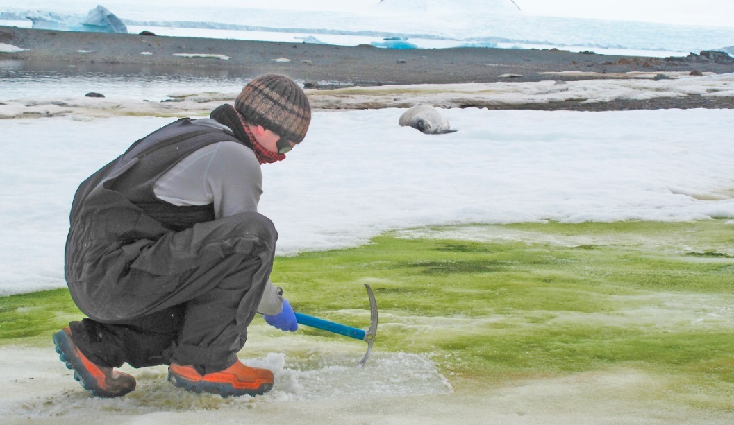ANTÁRTIDA: TEMPERATURA, FLORA y FAUNA SORPRENDENTE