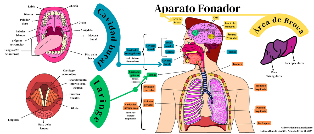 APARATO FONADOR: Clave para la COMUNICACIÓN HUMANA