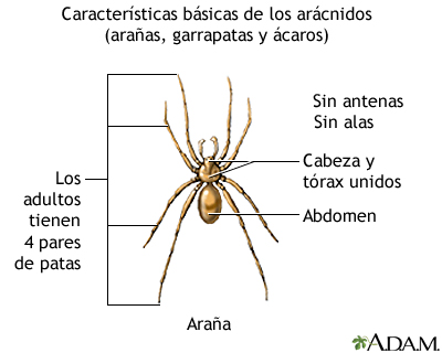 ARÁCNIDOS: QUÉ SON Y CUÁLES SON SUS PRINCIPALES CARACTERÍSTICAS