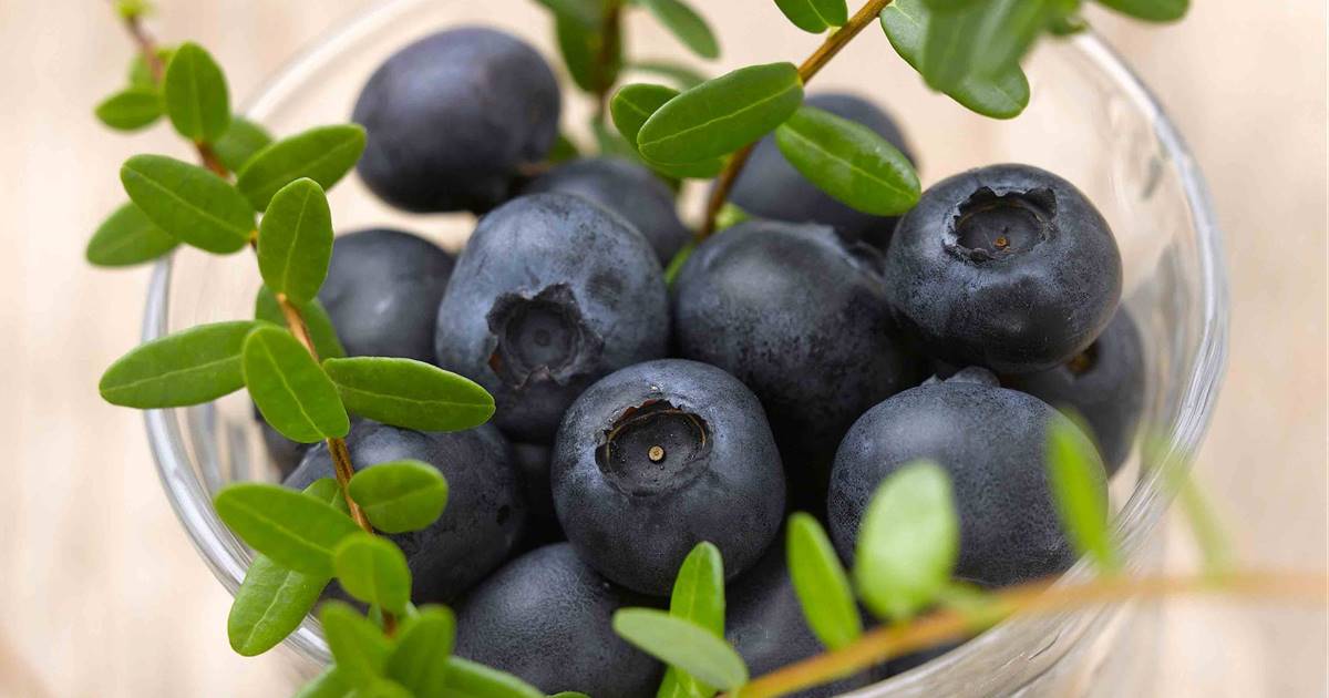 ARÁNDANO: DEFINICIÓN, PROPIEDADES y BENEFICIOS ¡Descubre!