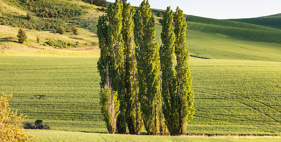 ÁRBOL ÁLAMO: Definición, CARACTERÍSTICAS y PROPIEDADES
