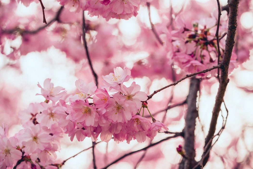 ÁRBOL DE CEREZO: Significado y Maravilla de la FLOR SAKURA