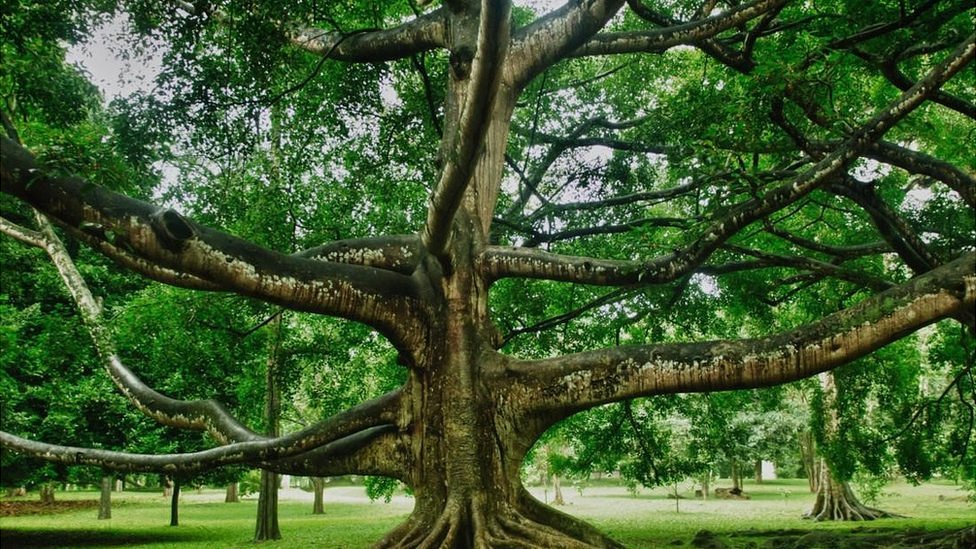 ÁRBOLES: SIGNIFICADO y CARACTERÍSTICAS IMPRESIONANTES