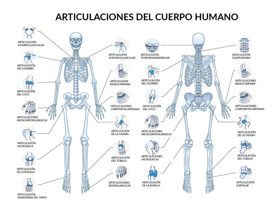 ARTICULACIONES: FUNCIONES, TIPOS y CANTIDAD EN EL CUERPO