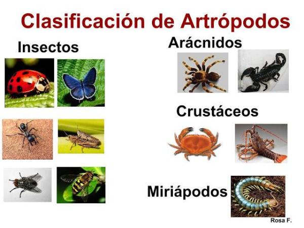 ARTRÓPODOS: TIPOS, EJEMPLOS Y CARACTERÍSTICAS esenciales