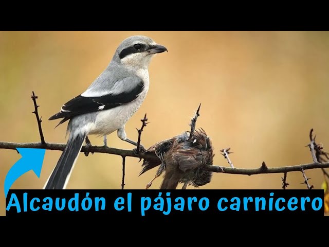 AVES DE PRESA: Descubre sus SECRETOS y HABILIDADES
