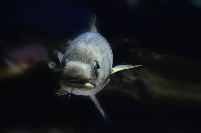 BACALAO: Definición, Tipos y Características esenciales