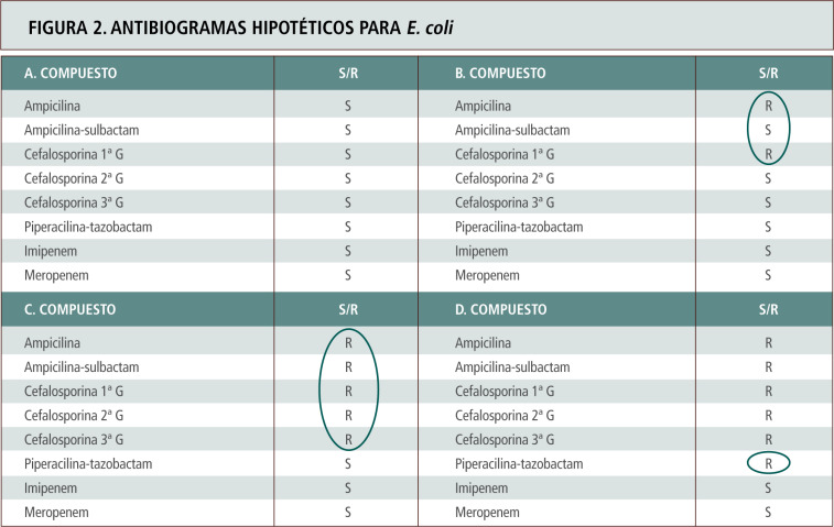 BACILOS GRAM NEGATIVOS Y POSITIVOS: 20 EJEMPLOS ÚTILES