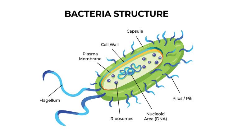 BACTERIA: Significado, CARACTERÍSTICAS y TIPOS Esenciales