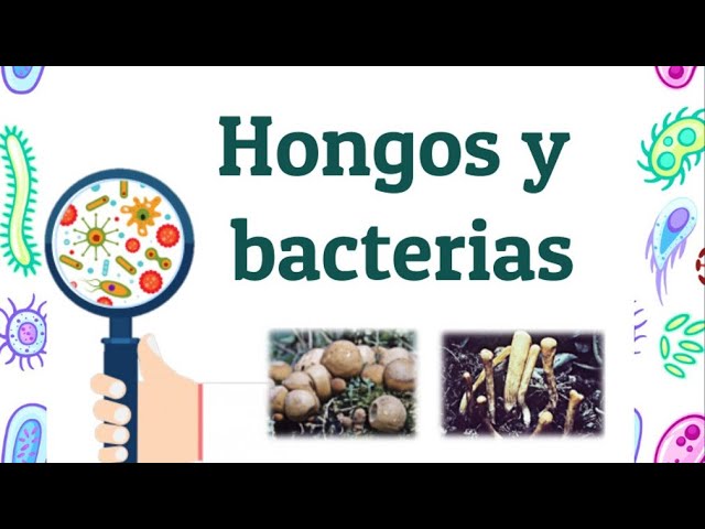 Bacterias, HONGOS y PROTISTAS: ¡Descubre su Importancia!