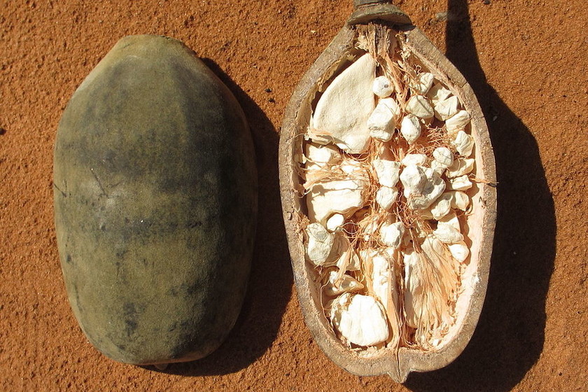 BAOBAB: Definición, Usos y CARACTERÍSTICAS Sorprendentes